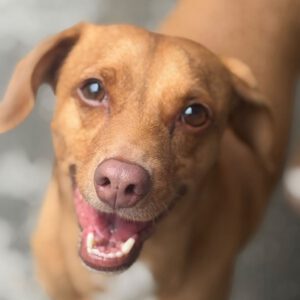 Podenco Mischling Toby, 02/2020, ca. 45 cm