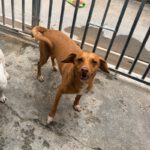 Podenco Mischling Toby, 02/2020, ca. 45 cm