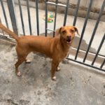 Podenco Mischling Toby, 02/2020, ca. 45 cm