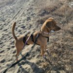 Podenco Mischling Toby, 02/2020, ca. 45 cm