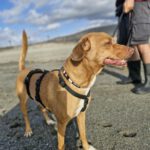 Podenco Mischling Toby, 02/2020, ca. 45 cm