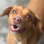 Podenco Mischling Toby, 02/2020, ca. 45 cm