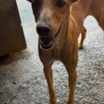 Podenco Turron, 02/2023, ca. 45 cm