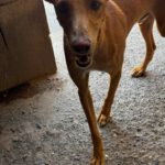Podenco Turron, 02/2023, ca. 45 cm