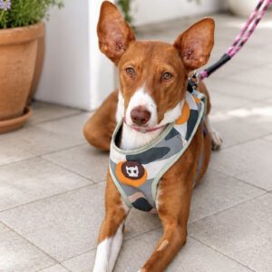 Podenco Vaiana, 01/2022, ca. 38 cm