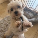 Malteser Valentina, 12/2019, ca. 25 cm, 25482 Appen