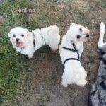 Malteser Valentina, 12/2019, ca. 25 cm, 25482 Appen