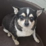 Chihuahua Vera, 04/2021, ca. 20 cm