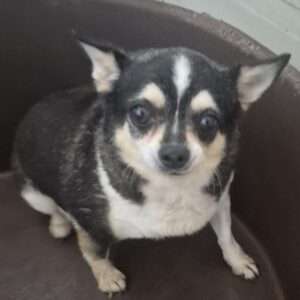 Chihuahua Vera, 04/2021, ca. 20 cm