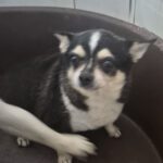 Chihuahua Vera, 04/2021, ca. 20 cm