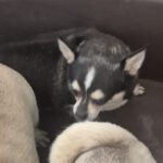 Chihuahua Vera, 04/2021, ca. 20 cm