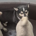 Chihuahua Vera, 04/2021, ca. 20 cm