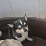Chihuahua Vera, 04/2021, ca. 20 cm