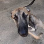 Malinois Mischling Viela, 07/2025, Endgröße 65 cm