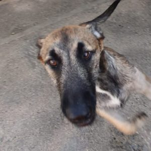Malinois Mischling Viela, 07/2025, Endgröße 65 cm
