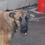 Malinois Mischling Viela, 07/2025, Endgröße 65 cm