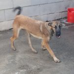 Malinois Mischling Viela, 07/2025, Endgröße 65 cm
