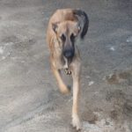 Malinois Mischling Viela, 07/2025, Endgröße 65 cm