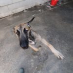 Malinois Mischling Viela, 07/2025, Endgröße 65 cm