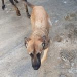 Malinois Mischling Viela, 07/2025, Endgröße 65 cm