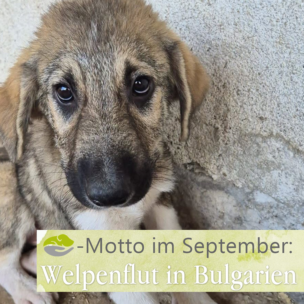 Welpenflut in Bulgarien - SALVA Hundehilfe