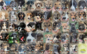 Welpenflut in Bulgarien - SALVA Hundehilfe