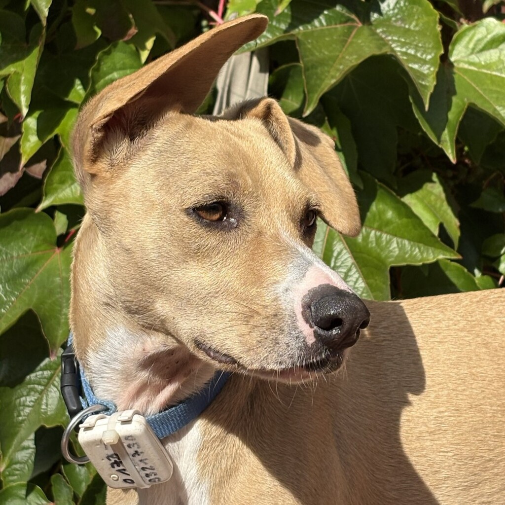 Podenco Mischling Zeta, 04/2024, ca. 45 cm, 24306 Plön