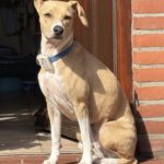Podenco Mischling Zeta, 04/2024, ca. 45 cm, 24306 Plön