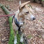 Podenco Mischling Zeta, 04/2024, ca. 45 cm, 24306 Plön