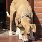 Podenco Mischling Zeta, 04/2024, ca. 45 cm, 24306 Plön