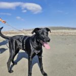 Labrador Mischling Zohran, 08/2025, ca. 60 cm