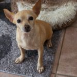Chihuahua Alegria,01/2018, ca. 25 cm, 45481 Mülheim a.d. Ruhr