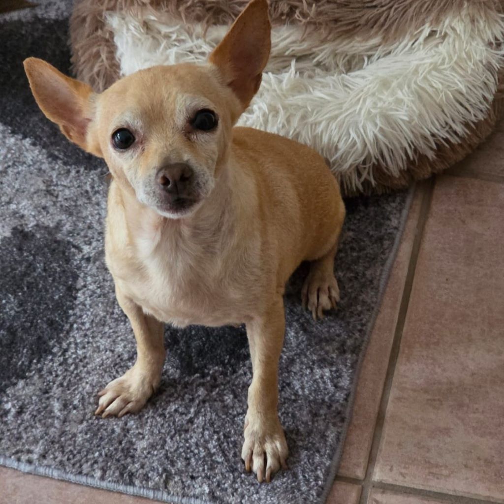 Chihuahua Alegria,01/2018, ca. 25 cm, 45481 Mülheim a.d. Ruhr