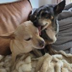Chihuahua Alegria,01/2018, ca. 25 cm, 45481 Mülheim a.d. Ruhr