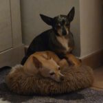 Chihuahua Alegria,01/2018, ca. 25 cm, 45481 Mülheim a.d. Ruhr