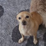 Chihuahua Alegria,01/2018, ca. 25 cm, 45481 Mülheim a.d. Ruhr