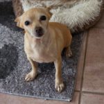Chihuahua Alegria,01/2018, ca. 25 cm, 45481 Mülheim a.d. Ruhr