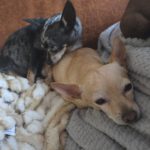 Chihuahua Alegria,01/2018, ca. 25 cm, 45481 Mülheim a.d. Ruhr