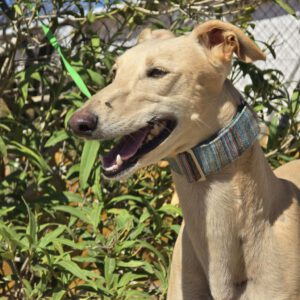 Galgo Almendra, 06/2023, ca. 63 cm