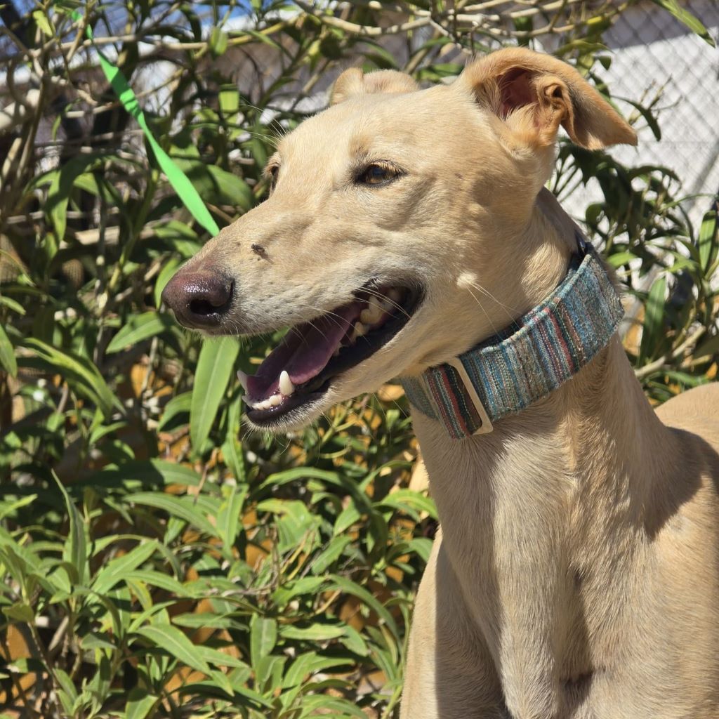 Galgo Almendra, 06/2023, ca. 63 cm