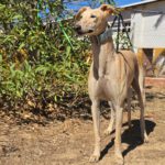 Galgo Almendra, 06/2023, ca. 63 cm