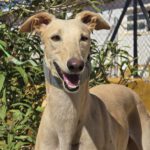 Galgo Almendra, 06/2023, ca. 63 cm