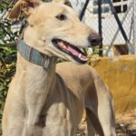 Galgo Almendra, 06/2023, ca. 63 cm