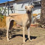 Galgo Almendra, 06/2023, ca. 63 cm