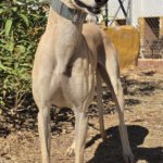 Galgo Almendra, 06/2023, ca. 63 cm