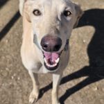 Galgo Almendra, 06/2023, ca. 63 cm