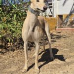 Galgo Almendra, 06/2023, ca. 63 cm