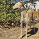 Galgo Almendra, 06/2023, ca. 63 cm