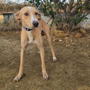 Podenco Andres, 09/2021, ca. 45 cm