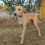 Podenco Andres, 09/2021, ca. 45 cm